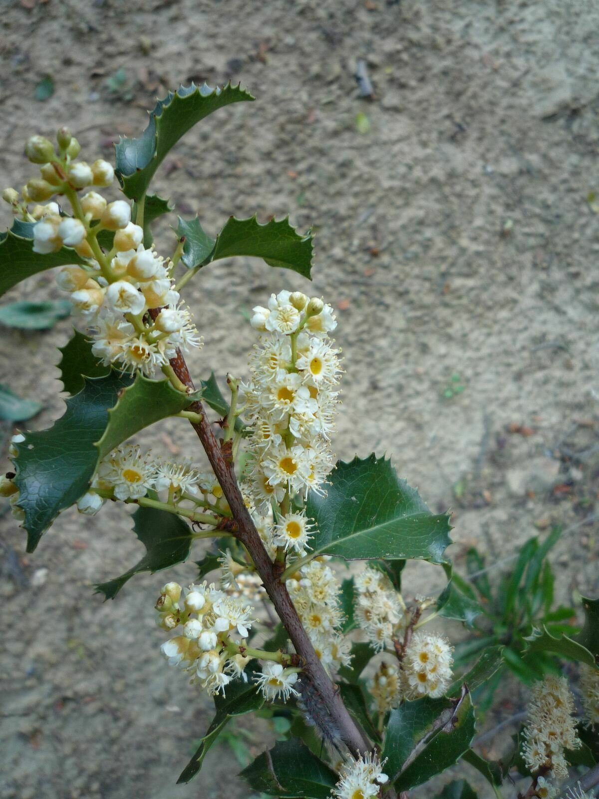 High Resolution Prunus ilicifolia Flower